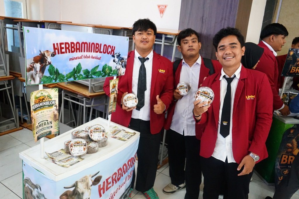 Cegah Defisit Mineral Ternak, Mahasiswa UMM Inovasi Suplemen Herbaminblock